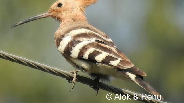 Eurasian Hoopoe (Eurasian) - ML201981781