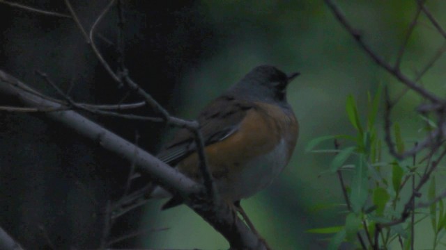 Eyebrowed Thrush - ML201981921