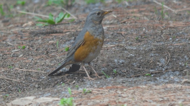 Gray-backed Thrush - ML201981931