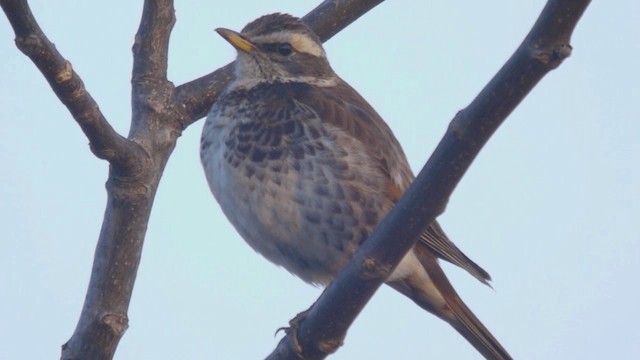 Dusky Thrush - ML201981941