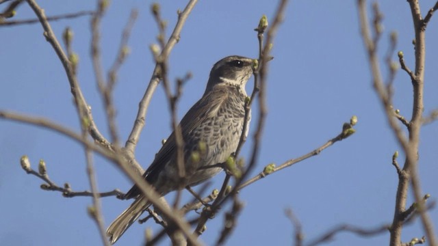 Dusky Thrush - ML201981951