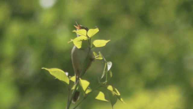 Blunt-winged Warbler - ML201981961