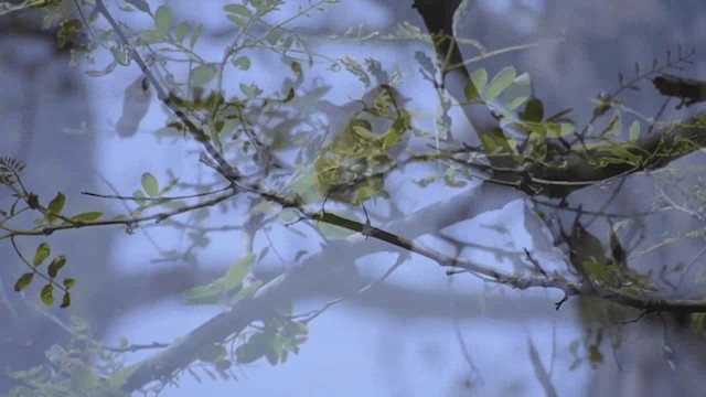 Mosquitero Patigrís - ML201981991