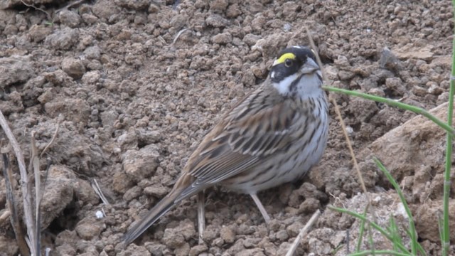 Yellow-browed Bunting - ML201982021