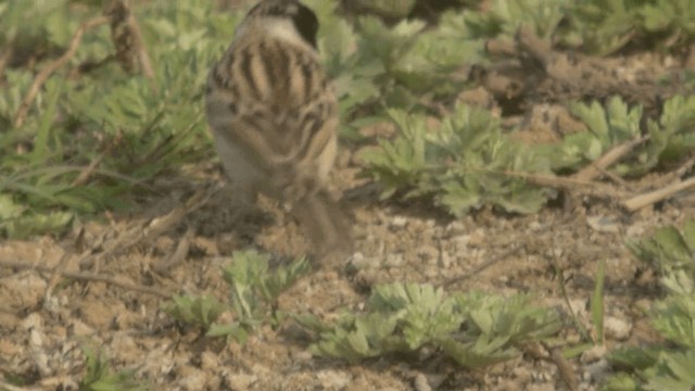 Pallas's Bunting - ML201982051