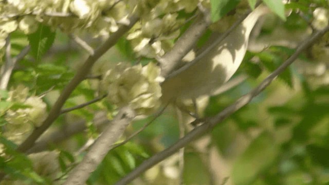 Thick-billed Warbler - ML201982061