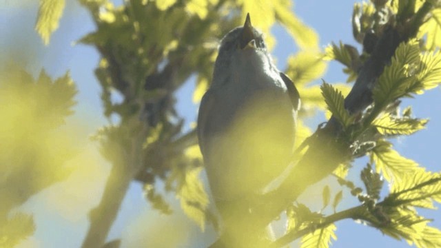 Mosquitero de Hume - ML201982071