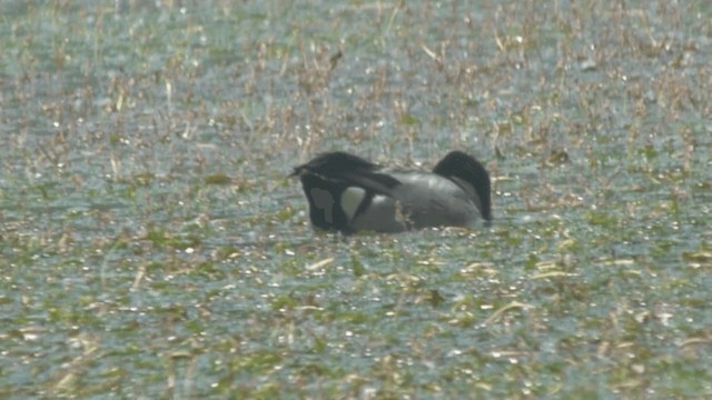 Canard à faucilles - ML201982121