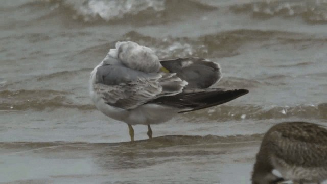 Хар сүүлт цахлай - ML201982131