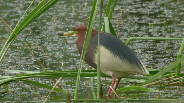 Chinese Pond-Heron - ML201982141