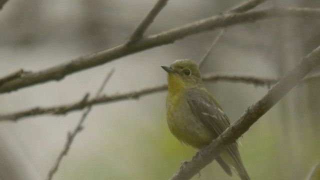 Gobemouche à dos vert - ML201982171