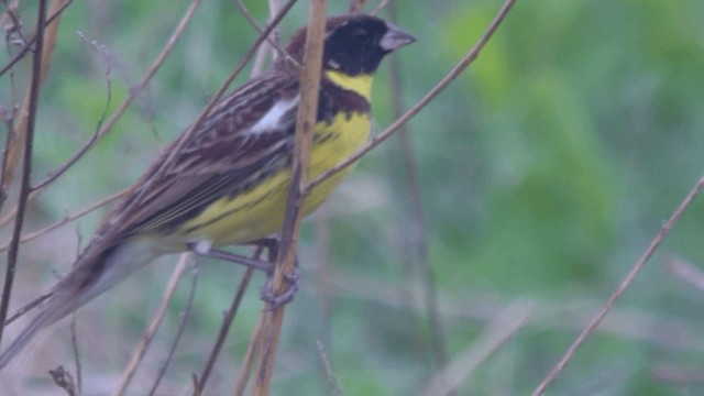 Yellow-breasted Bunting - ML201982221