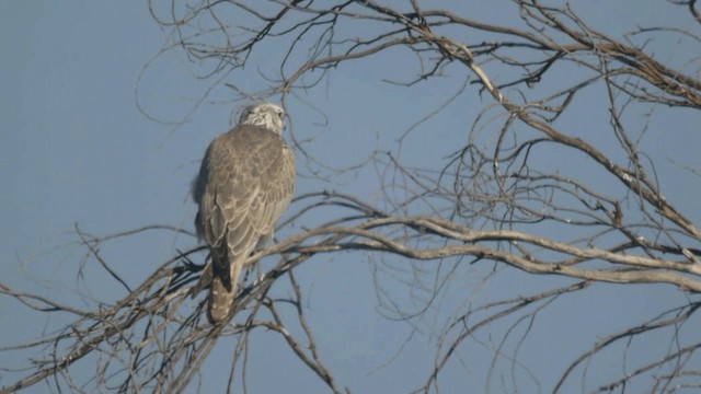 Saker Falcon - ML201982231