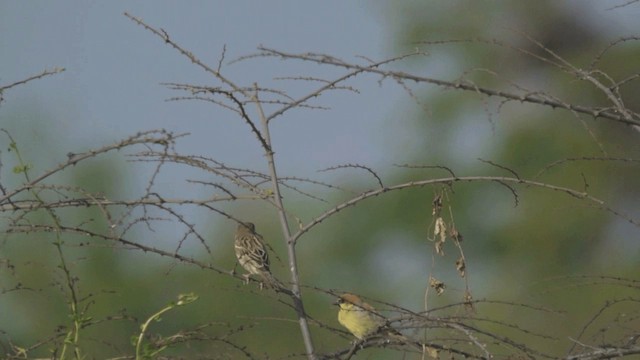 Moineau flavéole - ML201982311