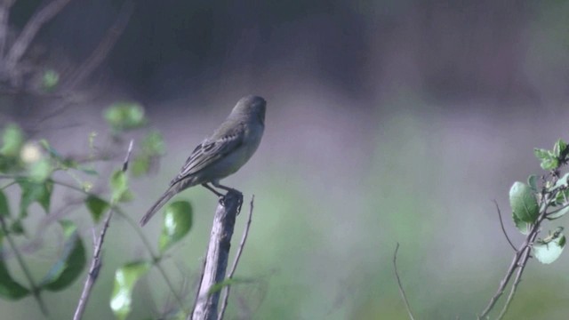 Plain-backed Sparrow - ML201982321