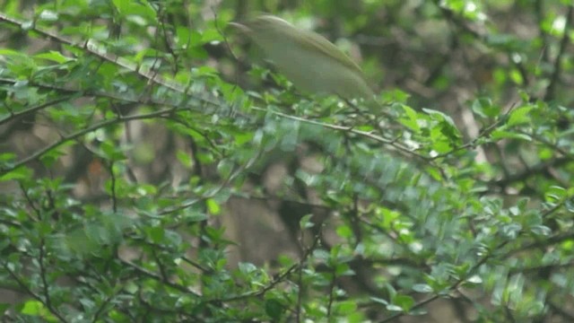 Eastern Crowned Warbler - ML201982351