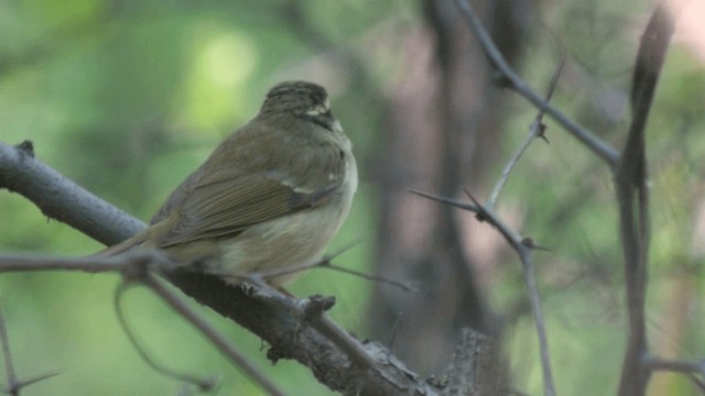 Pale-legged Leaf Warbler - ML201982361