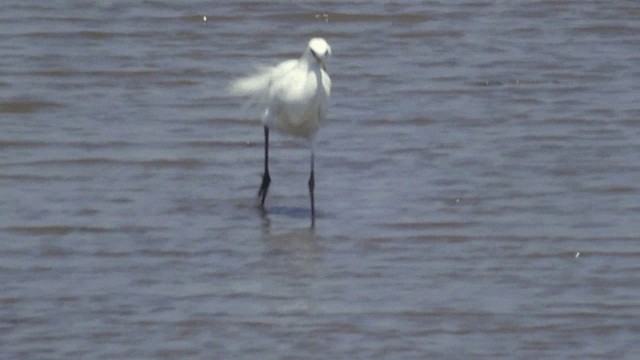 Chinese Egret - ML201982371