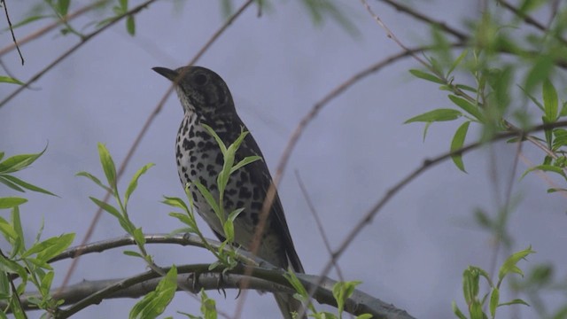 drozd čínský - ML201982411