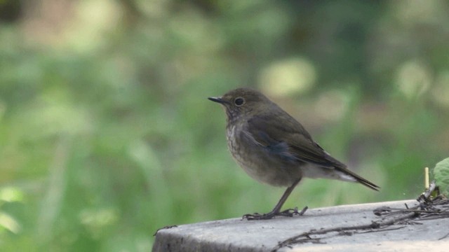 Rufous-tailed Robin - ML201982441