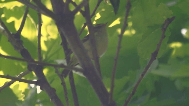 budníček běloprsý - ML201982451