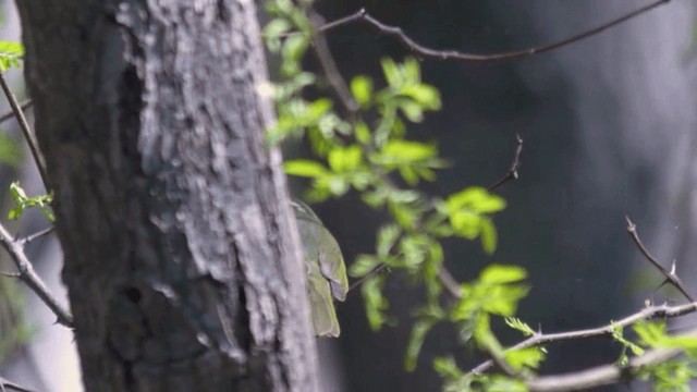 Eastern Crowned Warbler - ML201982481