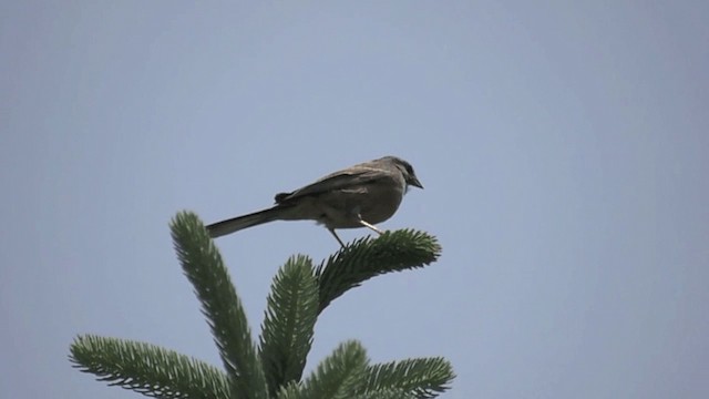 strnad pruhohlavý [skupina godlewskii] - ML201982511