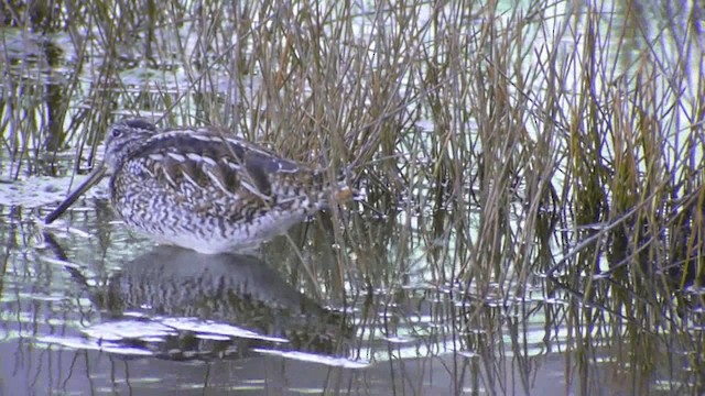 Solitary Snipe - ML201982531