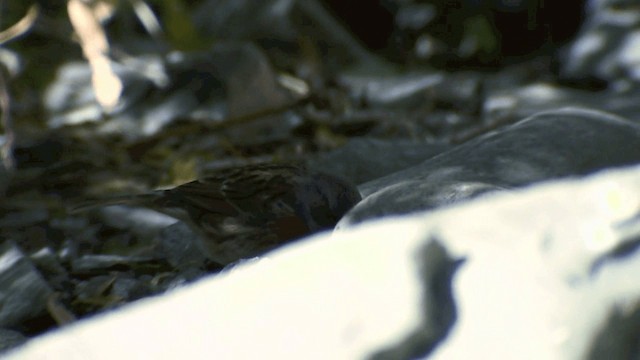 ムネアカイワヒバリ - ML201982551