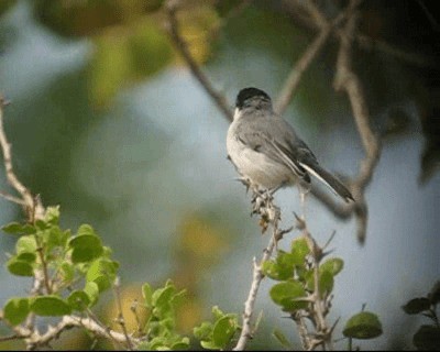 Gobemoucheron tropical (plumbiceps/anteocularis) - ML201982591