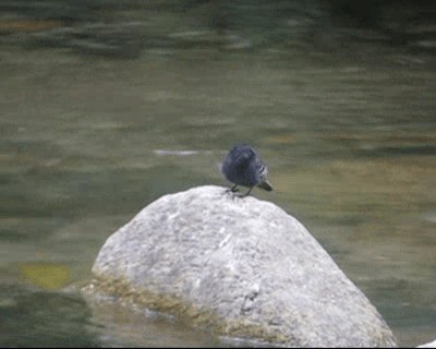 Black Phoebe (White-winged) - ML201982601