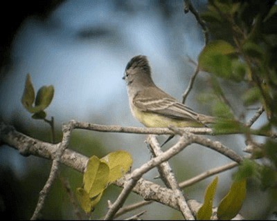 Northern Scrub-Flycatcher - ML201982641