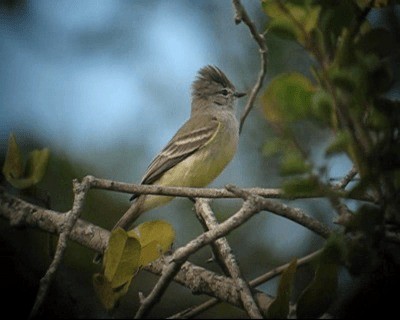 Northern Scrub-Flycatcher - ML201982651