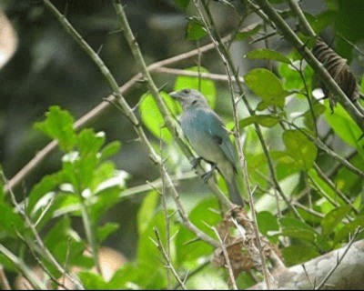 Glaucous Tanager - ML201982681