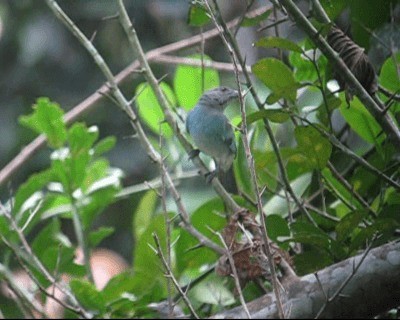 Tangara glauque - ML201982691