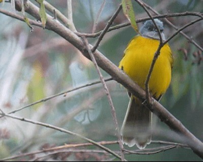 Gray-headed Tanager (Gray-headed) - ML201982711