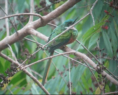 Rufous-tailed Jacamar (Rufous-tailed) - ML201982721