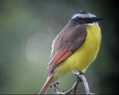 Rusty-margined Flycatcher - ML201982781