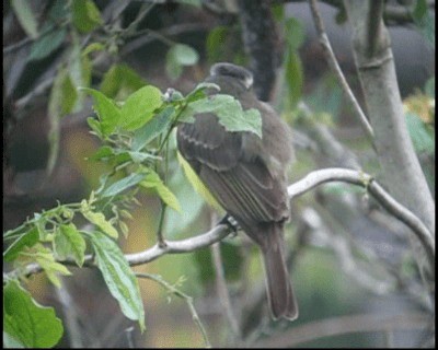 アカボウシヒタキモドキ（similis グループ） - ML201982791