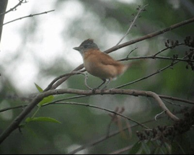 Chestnut-crowned Becard - ML201982801