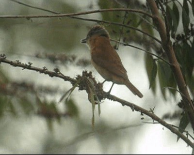 Chestnut-crowned Becard - ML201982811