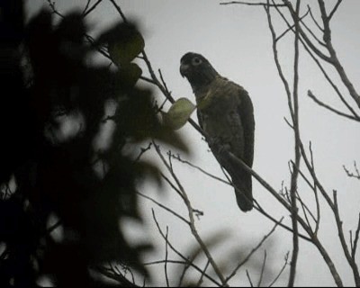 Red-billed Parrot - ML201982821