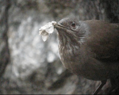 White-necked Thrush (Gray-flanked) - ML201982881