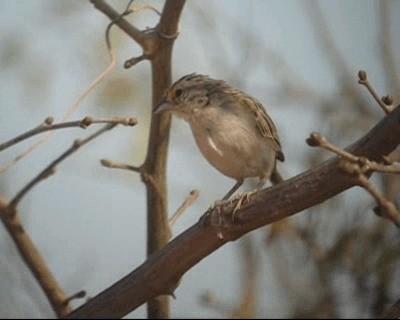 Yellow-browed Sparrow - ML201982891