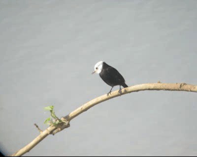 White-headed Marsh Tyrant - ML201982941