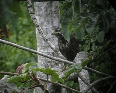 Great Black Hawk (Southern) - ML201982971