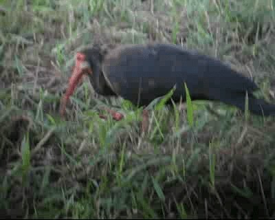 Sharp-tailed Ibis - ML201982991