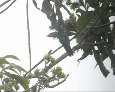 Berg-Veilchenohrkolibri (cyanotus/crissalis) - ML201983021