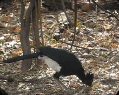 Yellow-knobbed Curassow - ML201983031