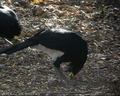 Yellow-knobbed Curassow - ML201983051